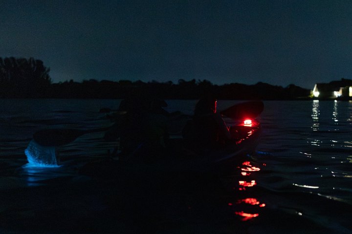 Kajakkturer og utleie. Delfiner, sjøkuer og bioluminescens!