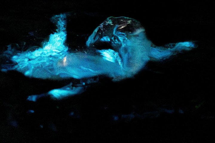 Kajakkturer og utleie. Delfiner, sjøkuer og bioluminescens!