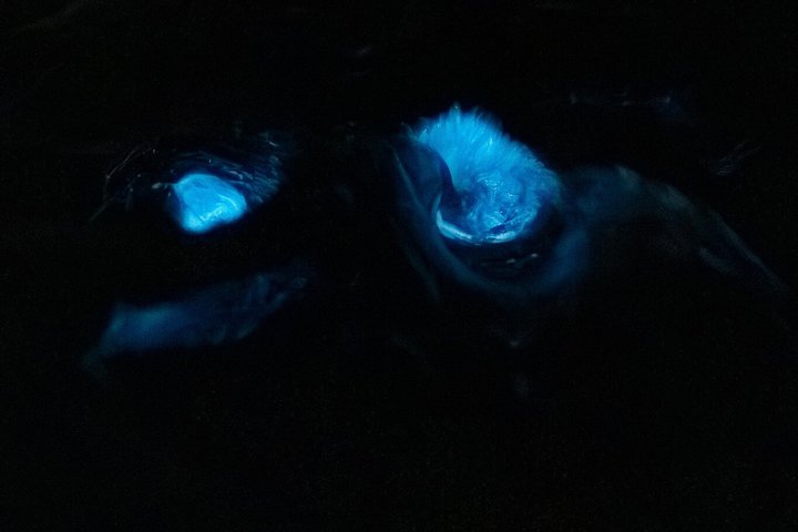 Kajakkturer og utleie. Delfiner, sjøkuer og bioluminescens!