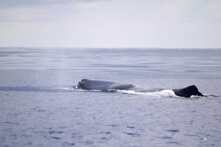 Val- och delfinskådning på ön Terceira