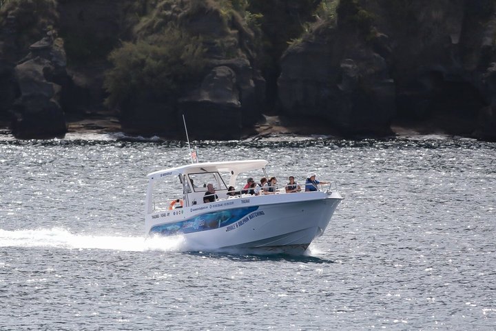 Val- och delfinskådning på ön Terceira