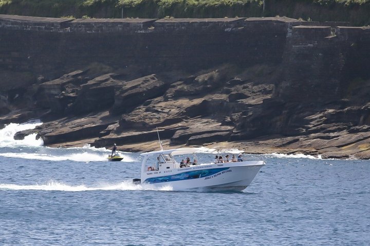 Val- och delfinskådning på ön Terceira