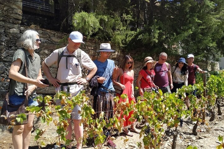 Régua : Prime Douro Valley Tour : 9 viner, Trad. Lunsj & privat. Båt
