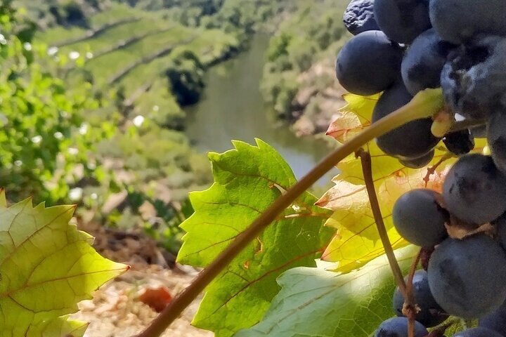 Régua : Prime Douro Valley Tour : 9 viner, Trad. Lunsj & privat. Båt