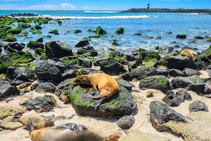 Bartolomé Eilandtour & snorkelen vanuit Puerto Ayora, Galápagos