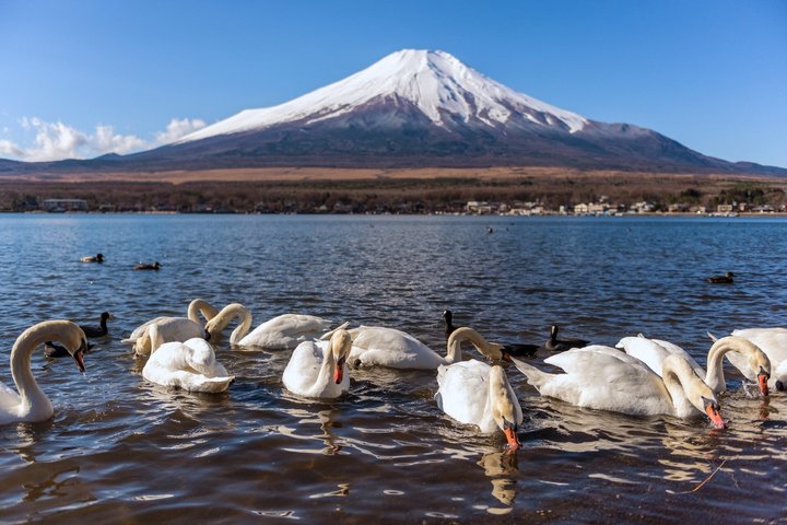 Mount Fuji Full Day Sightseeing Tour from Tokyo