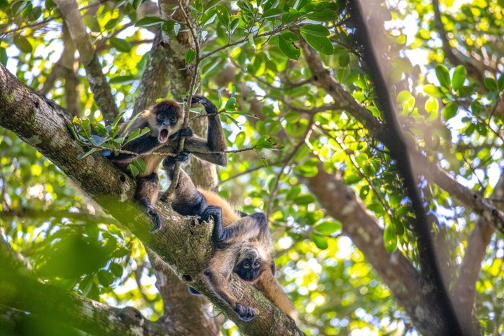Caminhada no vulcão Rincon de la vieja, cachoeira Oropendola, fontes termais e combinação de almoço