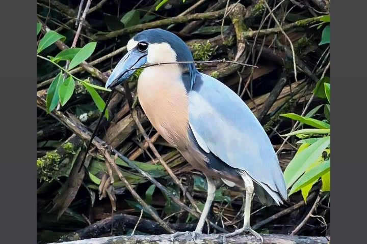 Tortuguero-Tour auf den Kanälen im Kanu mit Elektromotor
