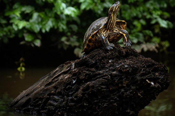 Tortuguero-Tour auf den Kanälen im Kanu mit Elektromotor