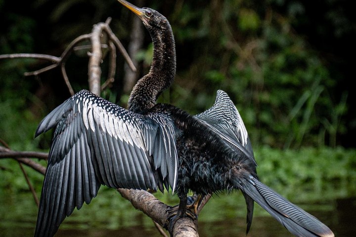 Tortuguero-Tour auf den Kanälen im Kanu mit Elektromotor