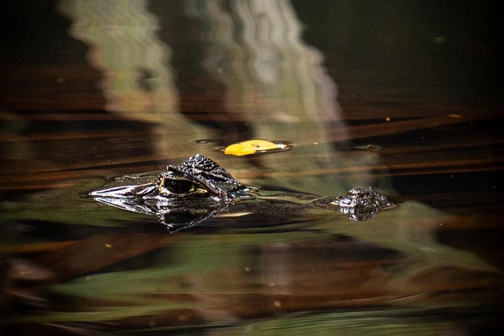 Tortuguero-Tour auf den Kanälen im Kanu mit Elektromotor