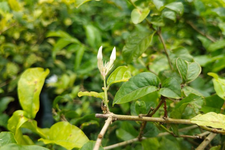 7Day Karnataka Tour Weavers Jasmine Farmers Fishermen and Priest