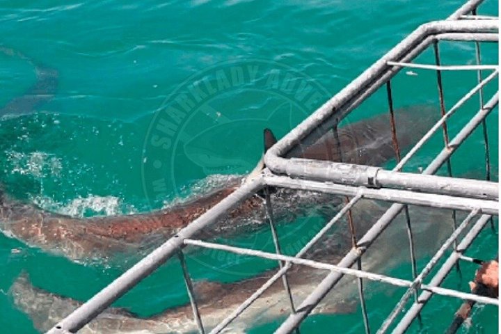 Haaienkooi Duiken met gratis lucht in kooi vanuit Gansbaai