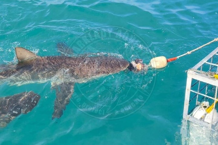 Haaienkooi Duiken met gratis lucht in kooi vanuit Gansbaai
