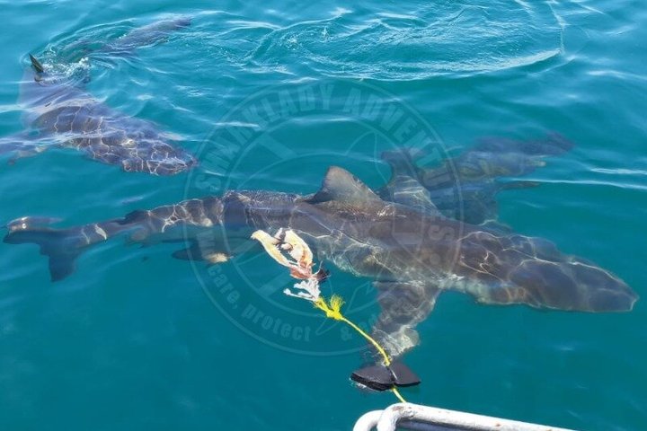 Haaienkooi Duiken met gratis lucht in kooi vanuit Gansbaai