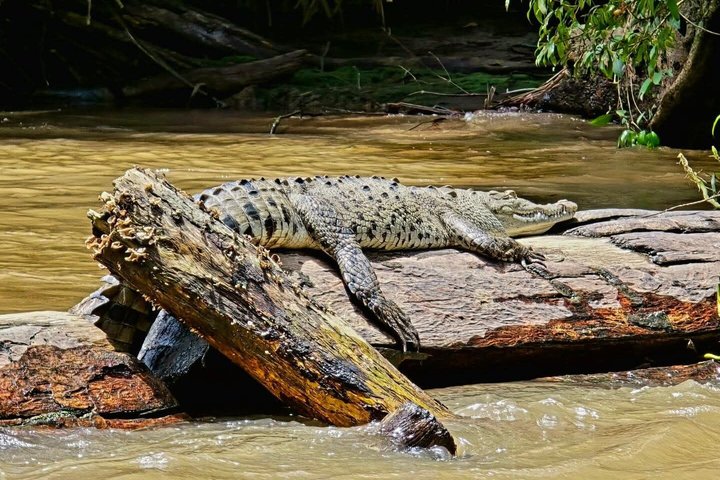 Tortuguero-Tour auf den Kanälen im Kanu mit Elektromotor