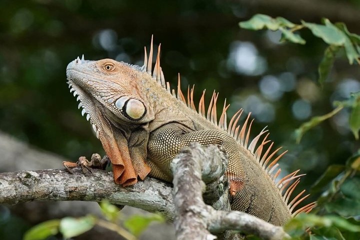 Tortuguero-Tour auf den Kanälen im Kanu mit Elektromotor