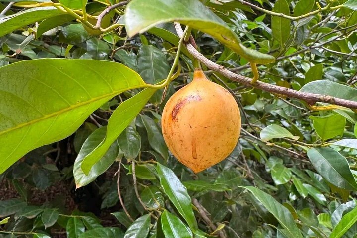 Zanzibar Jozani skog og krydder gård tur med Swahili lunsj