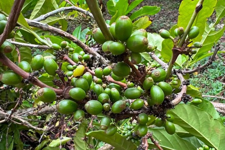 Zanzibar Jozani skog og krydder gård tur med Swahili lunsj