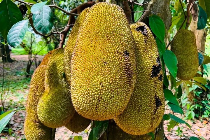 Zanzibar Jozani skog og krydder gård tur med Swahili lunsj