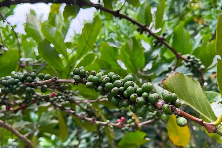 Zanzibar Jozani skog og krydder gård tur med Swahili lunsj