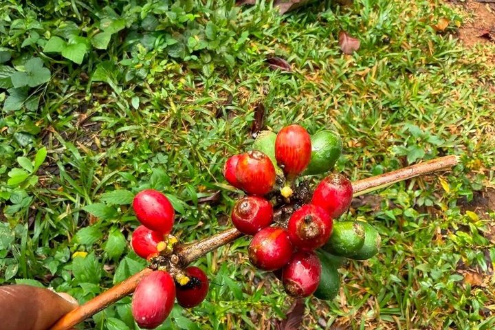 Zanzibar Jozani skog og krydder gård tur med Swahili lunsj