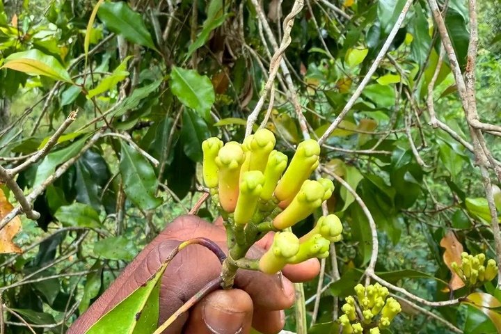Zanzibar Jozani skog og krydder gård tur med Swahili lunsj