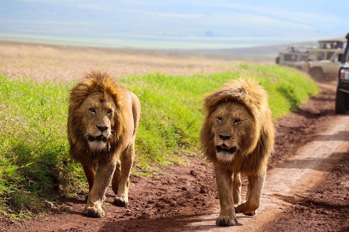 Tagesausflug zum Ngorongoro-Krater von Karatu