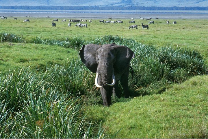 Tagesausflug zum Ngorongoro-Krater von Karatu