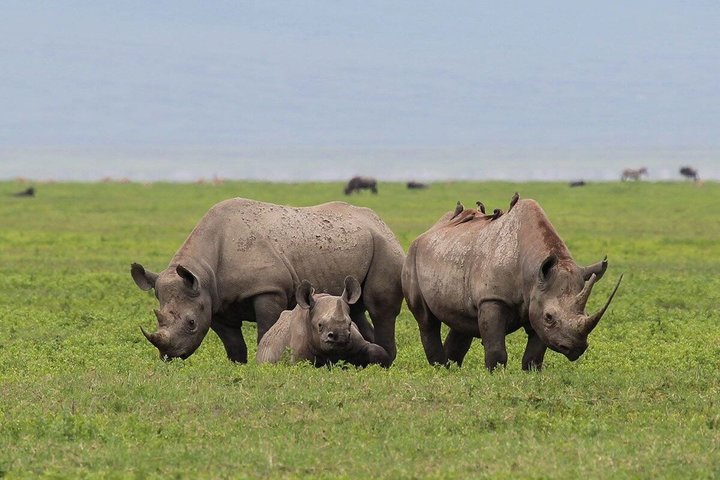 Tagesausflug zum Ngorongoro-Krater von Karatu