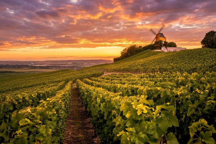 Tour de Vinos de Champagne: Guía de audio GPS autoguiada desde Reims