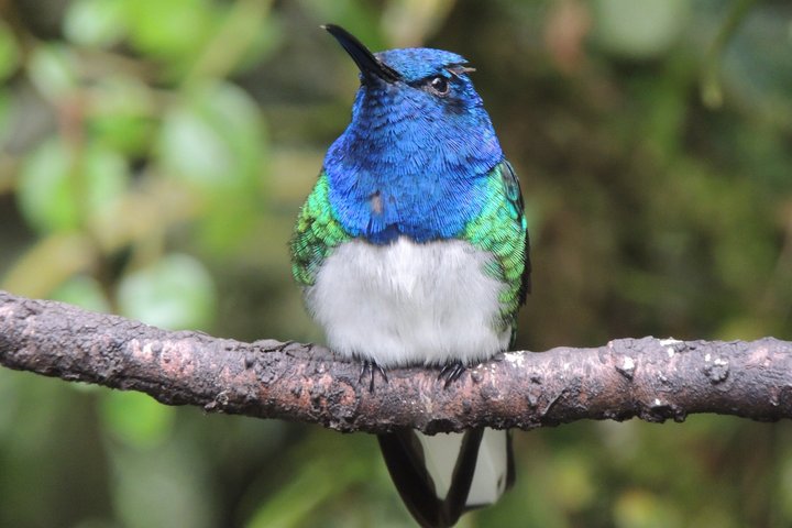 Mindo Cloud Forest Private Day Tour