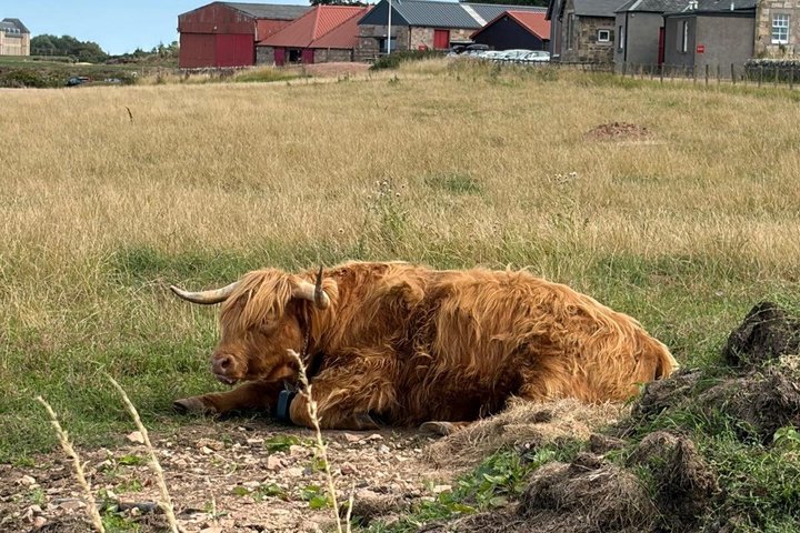 Højdepunkter af Skotland Custom Private Tour fra St Andrews