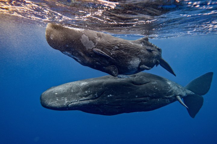 Waitukubuli Dolphin and Whale Watch in Dominica