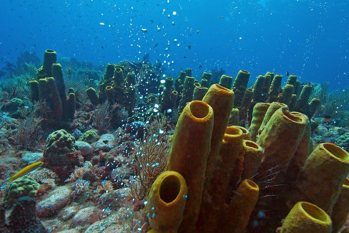 Shoreside Fun-Day with Titou Gorge, Hot Springs & Champagne Reef