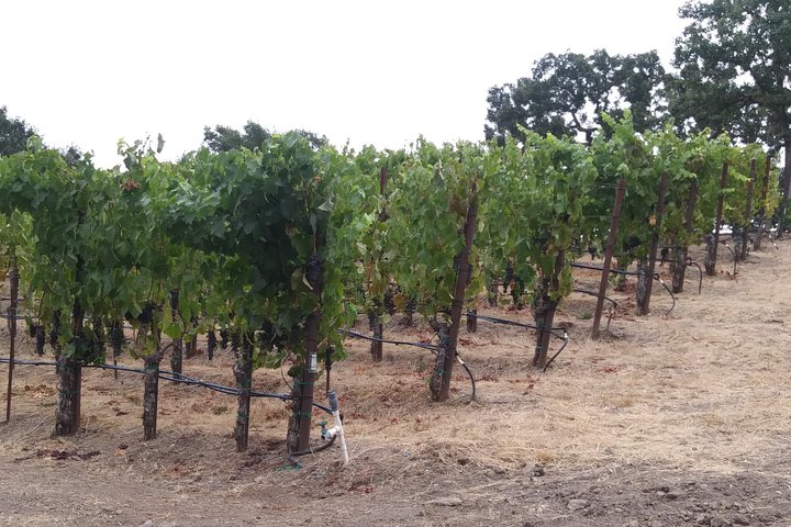 6 hour Luxury Sedan / SUV Private Wine Tour Napa or Sonoma Valley
