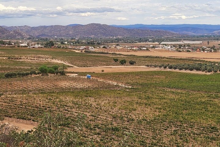 Privé wijntour Valle de Guadalupe : alle wijnproeverijen inbegrepen