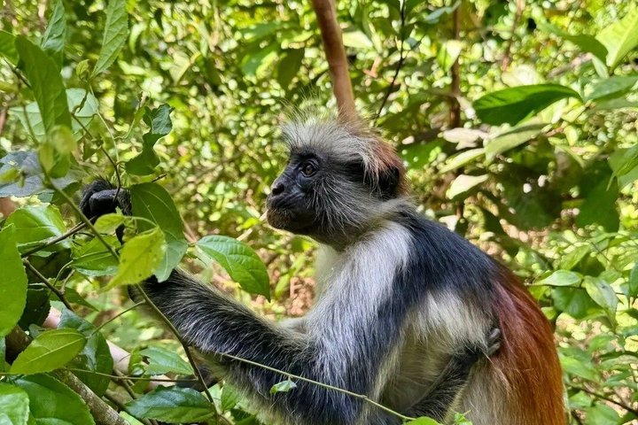 Zanzibar Jozani skog og krydder gård tur med Swahili lunsj
