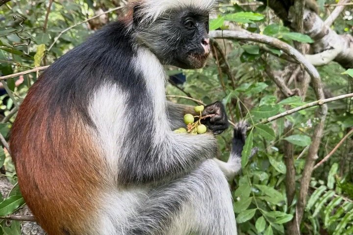 Zanzibar Jozani skog og krydder gård tur med Swahili lunsj