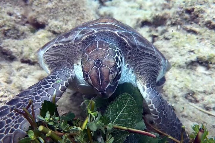 Ontdek Scuba Duiken in Protaras - Privé + Foto's & Video's