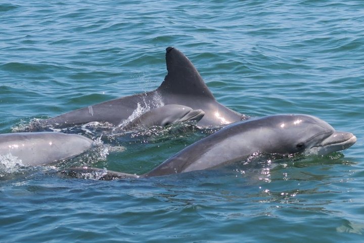 45-minütige Sea Rocket Speed Boat & Dolphin Cruise in Ocean City MD