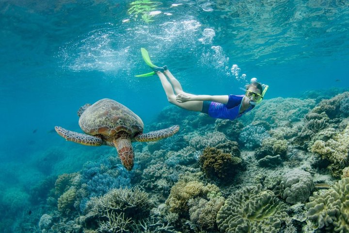 Sunlover Reef Cruises ofrece una gran experiencia de barrera de coral