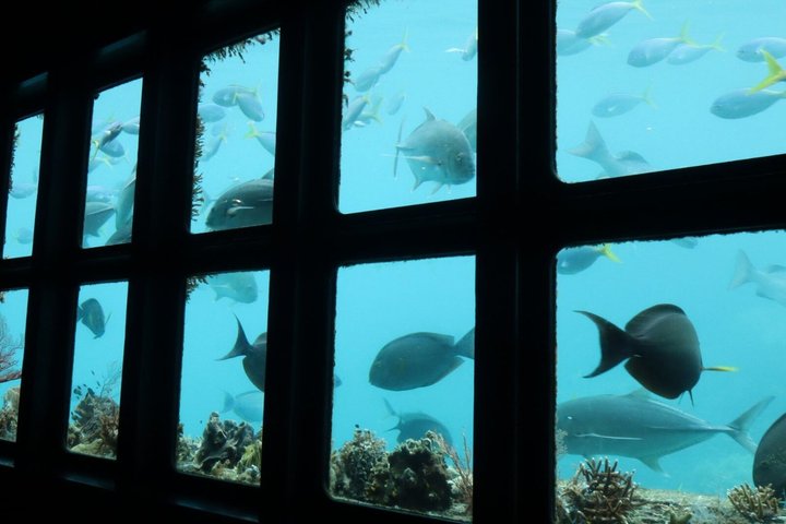 Sunlover Reef Cruises ofrece una gran experiencia de barrera de coral