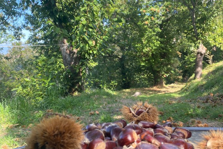 Kastanienernte in der Natur mit Korb & lokaler Food-Verkostung