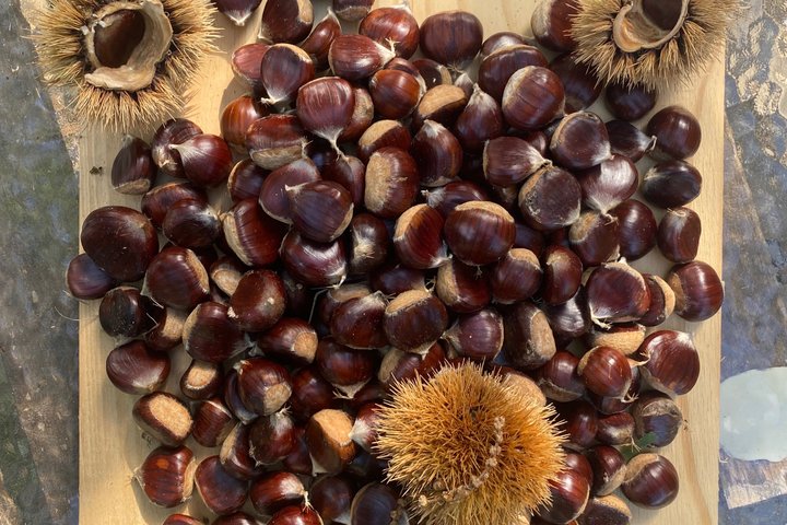 Kastanienernte in der Natur mit Korb & lokaler Food-Verkostung