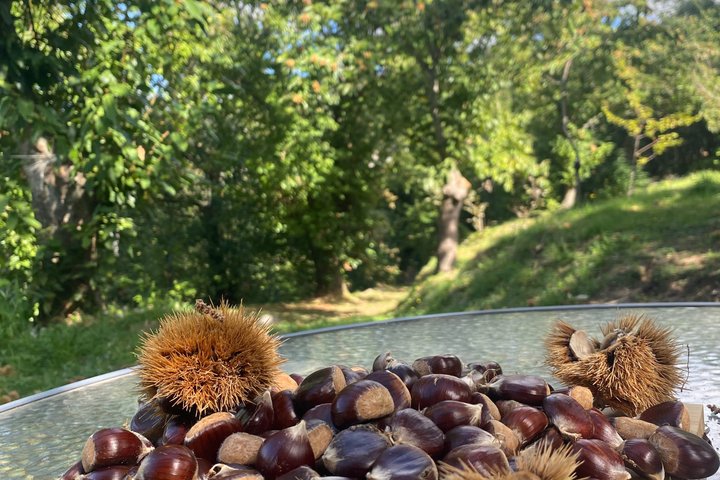 Kastanienernte in der Natur mit Korb & lokaler Food-Verkostung