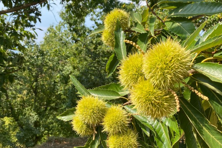 Kastanienernte in der Natur mit Korb & lokaler Food-Verkostung