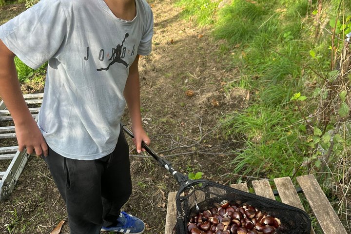 Kastanienernte in der Natur mit Korb & lokaler Food-Verkostung