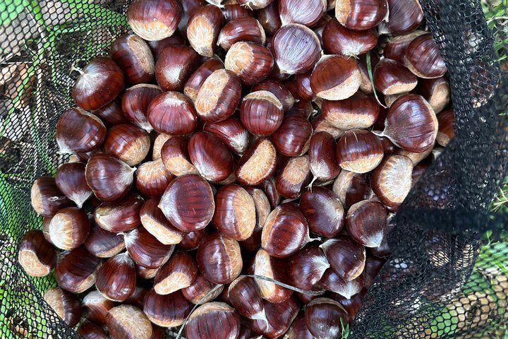 Kastanienernte in der Natur mit Korb & lokaler Food-Verkostung
