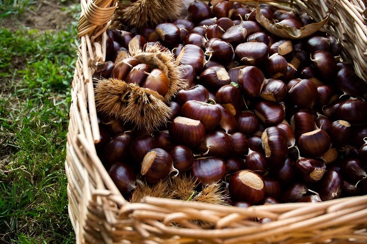 Kastanienernte in der Natur mit Korb & lokaler Food-Verkostung